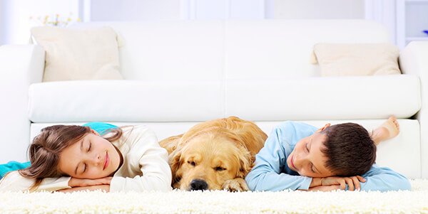 A young girl and boy peacefully resting their heads on a golden retriever, lying on the floor in front of a white sofa in a bright living room after an emergency restoration.